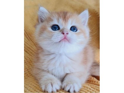 Muhteşem güzellikte golden shorthair yavrular