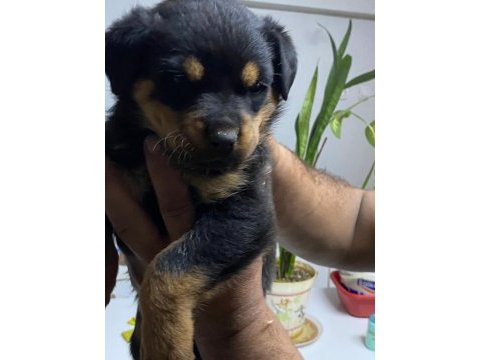 Macar koca kafa rotweiller yavrular