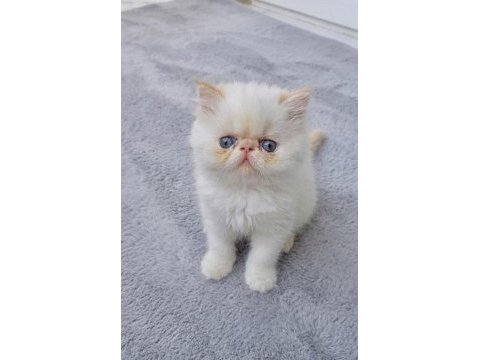 İran persian (kalite)
