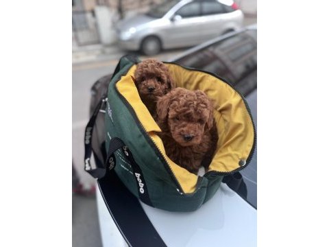 Safkan sağlıklı toy poodle yavrular anne altından