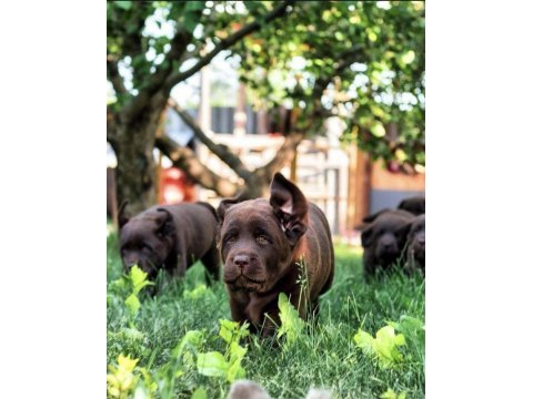 Fcı secere genç labrador çocuklar açıklamayı okuyun