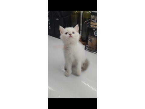 British shorthair yavru