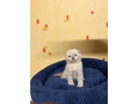 Scottish fold yavrular 5 adet