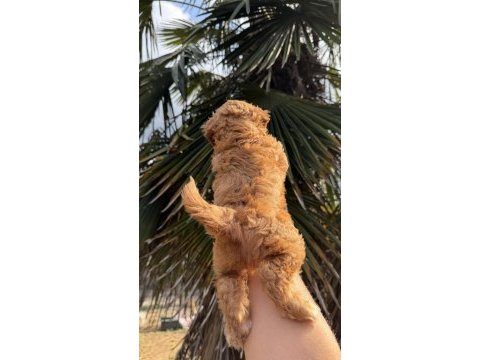 Maltipoo yavrumız yeni yuvasına hazır