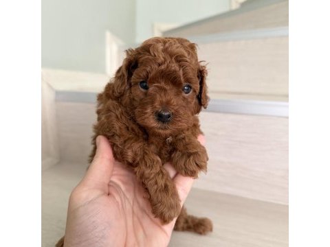 Red brown poodle yavrular