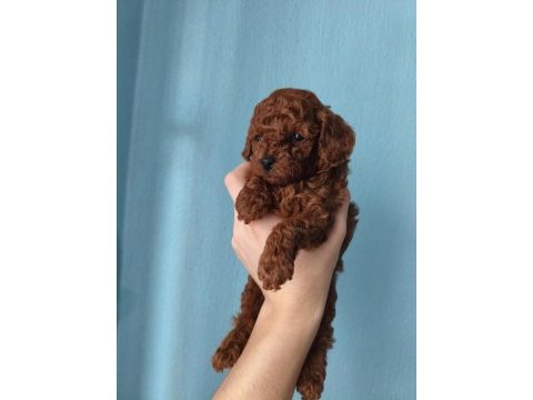 A kalite poodle bebekler her renk var