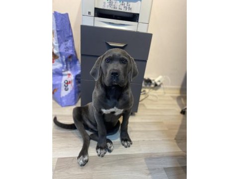 Üst düzey blue cane corso