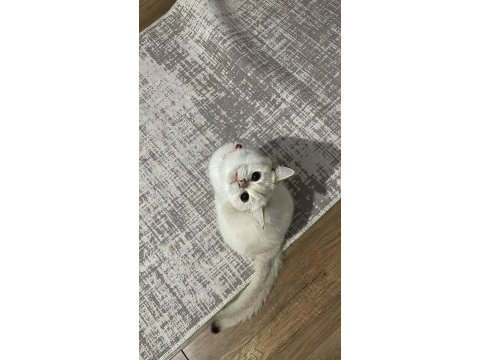 British shorthair 1,5 aylık