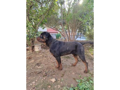 Erkek ve dişi rottweiler hatay da