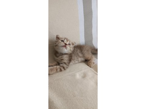 Scottish fold kızımız yeni yuvasına gitmeye hazır