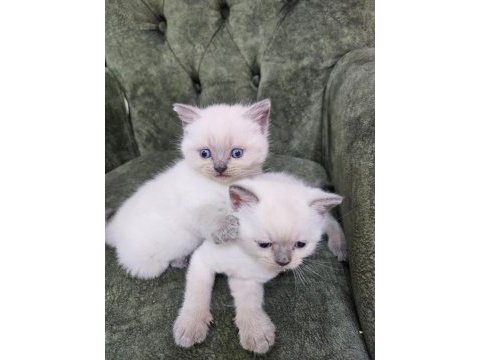 Yavru british longhair cins