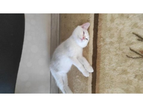 Kedimize güzel bakacak aile arıyoruz