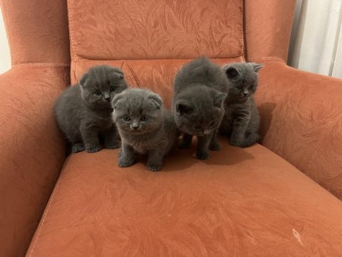 Scottish fold yavrular