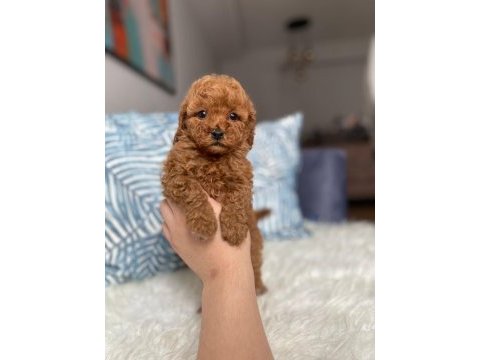 Orjinal toy boyut red brown poodle yavrular
