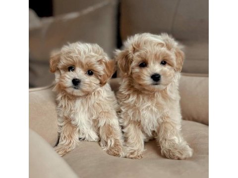 En iyisine sahip olmak için maltipoo yavrular