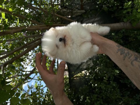 Pomeranian boo orjinal ayı surat bebeğim