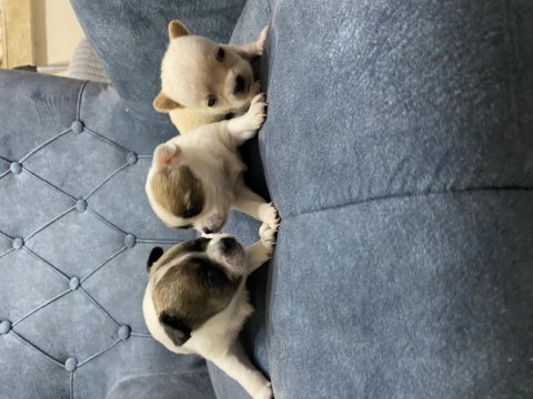 Chihuahua minik yavrularım