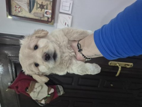Maltipoo yavrum 55 gunluk