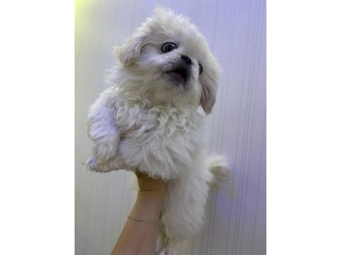 Pekinez köpeği yavrular