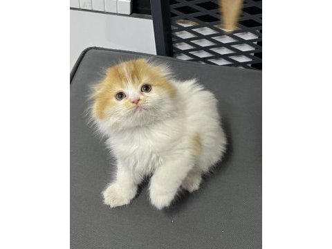 Saf ukrayna menşei scottish fold