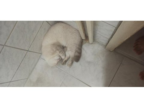 10 aylık scottish fold