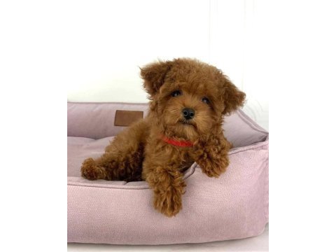 Red brown kıpkırmızı ev üretimi toy poodle