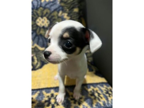 05.03.2025 doğumlu pinscher yavrularımız