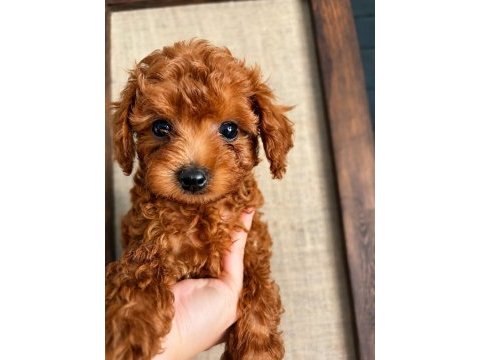 Evin güzeller güzeli tek kızı teacup poodle