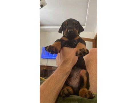 Doberman amerikan cinsi