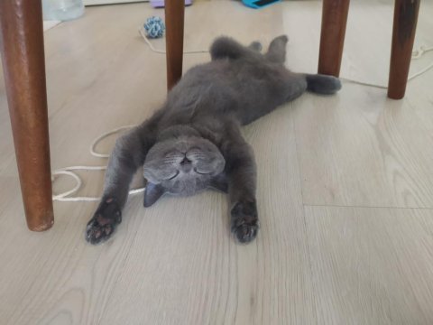 Hamile olduğum için kedilerimi ücretsiz sahiplendiriyorum