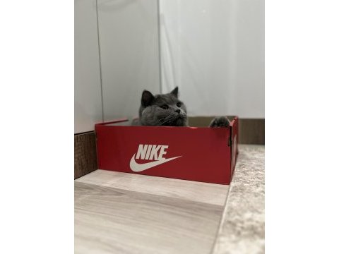 Güzeller güzeli british shorthair kusursuz yavrumuz