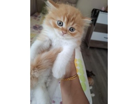 Süper british longhair bebekler