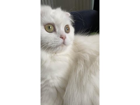Pamuk prenses kedimiz