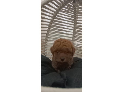Toy poodle sahiplendiriliyor