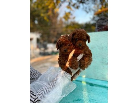 2 ve 9 aylık dişi red brown toy poodle yavrular