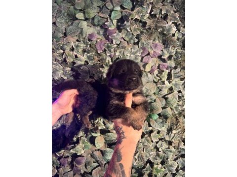 Burkemden a kan alman çoban köpeği yavruları
