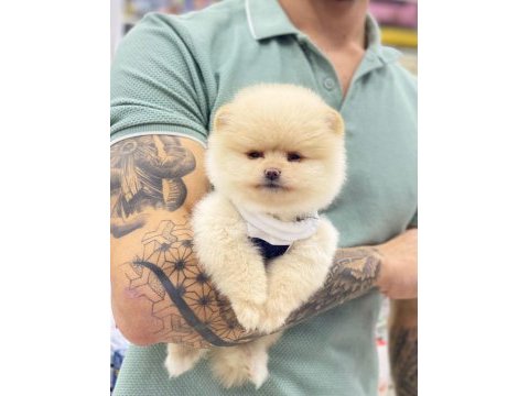 Pomeranian boo köpeğimiz