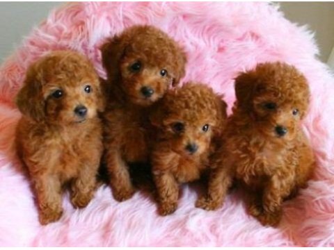 Havalı poodle patiler