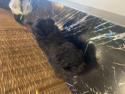 Full fluff french buldog izmir