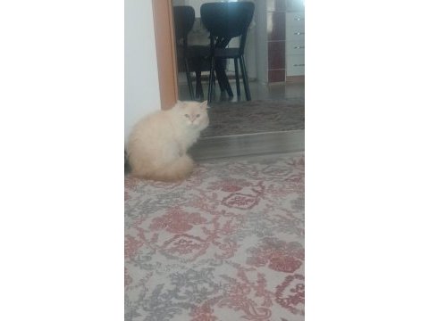 British shorthair beyaz