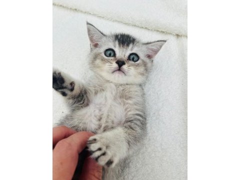 British shorthair