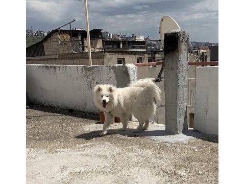 16 aylık dişi samoyed
