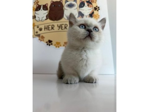 Munchkın yavru kediler