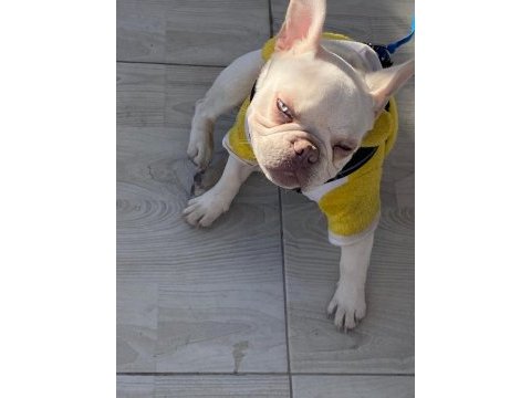 French bulldog 7-8 aylık aşılı erkek