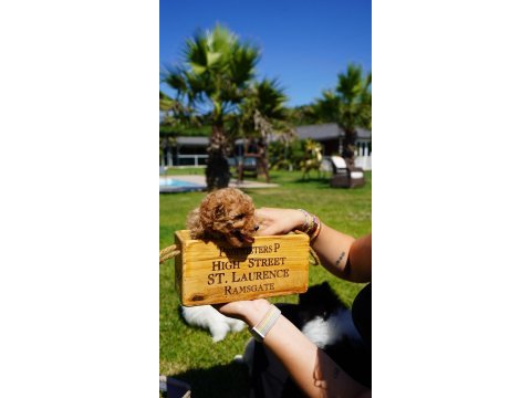 Red brown toy poodle yavruları istanbul