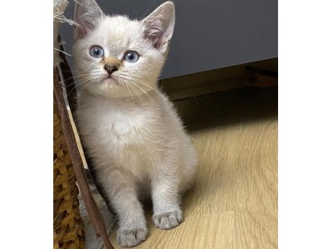 Scottish fold ve straight