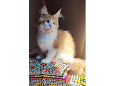 Dernek kayıtlı eksiksiz safkan şecereli maine coon
