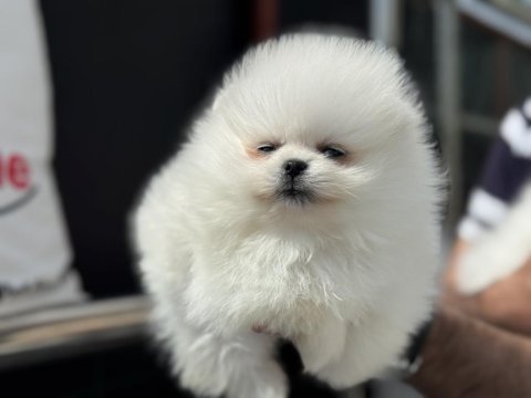 Petmode köpek çiftliğinde ziyarete açık pomeranian