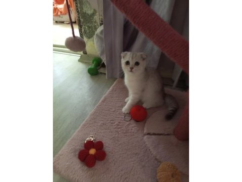 Scottish fold lilac silver tabby. safkan bebek catteryden