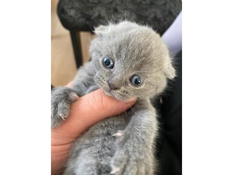 Scottish fold ve straight